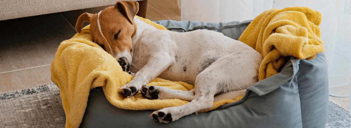 Welke mand past bij mijn hond? Welke mand past bij mijn hond?